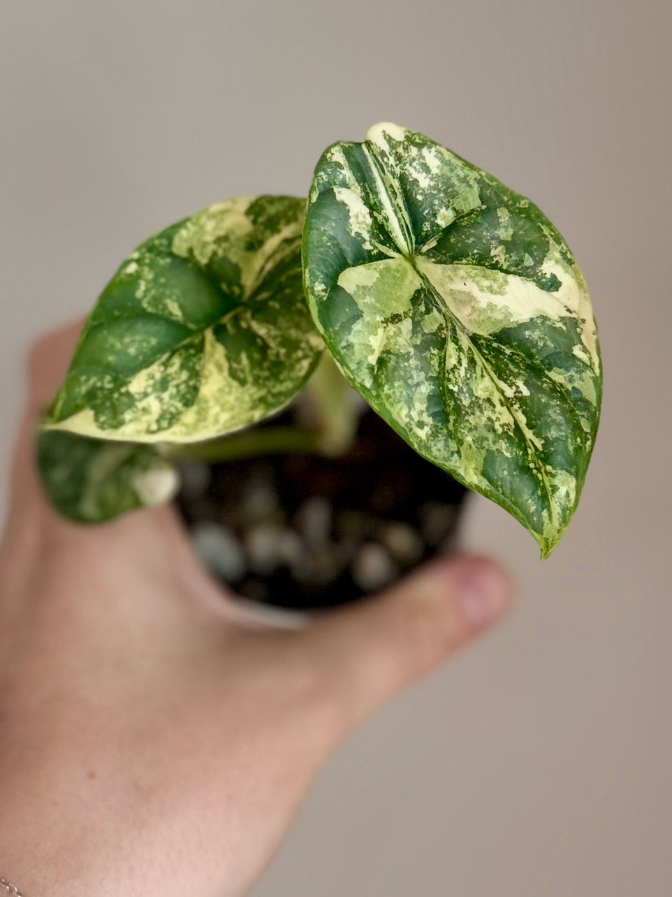 Alocasia Silver Dragon Albo