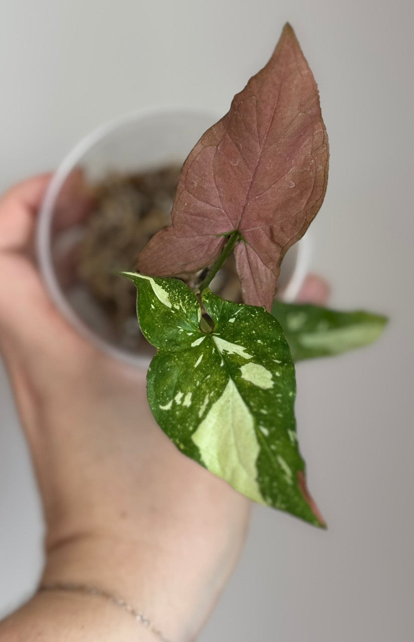 Syngonium Red Spot Tricolor - Plant A