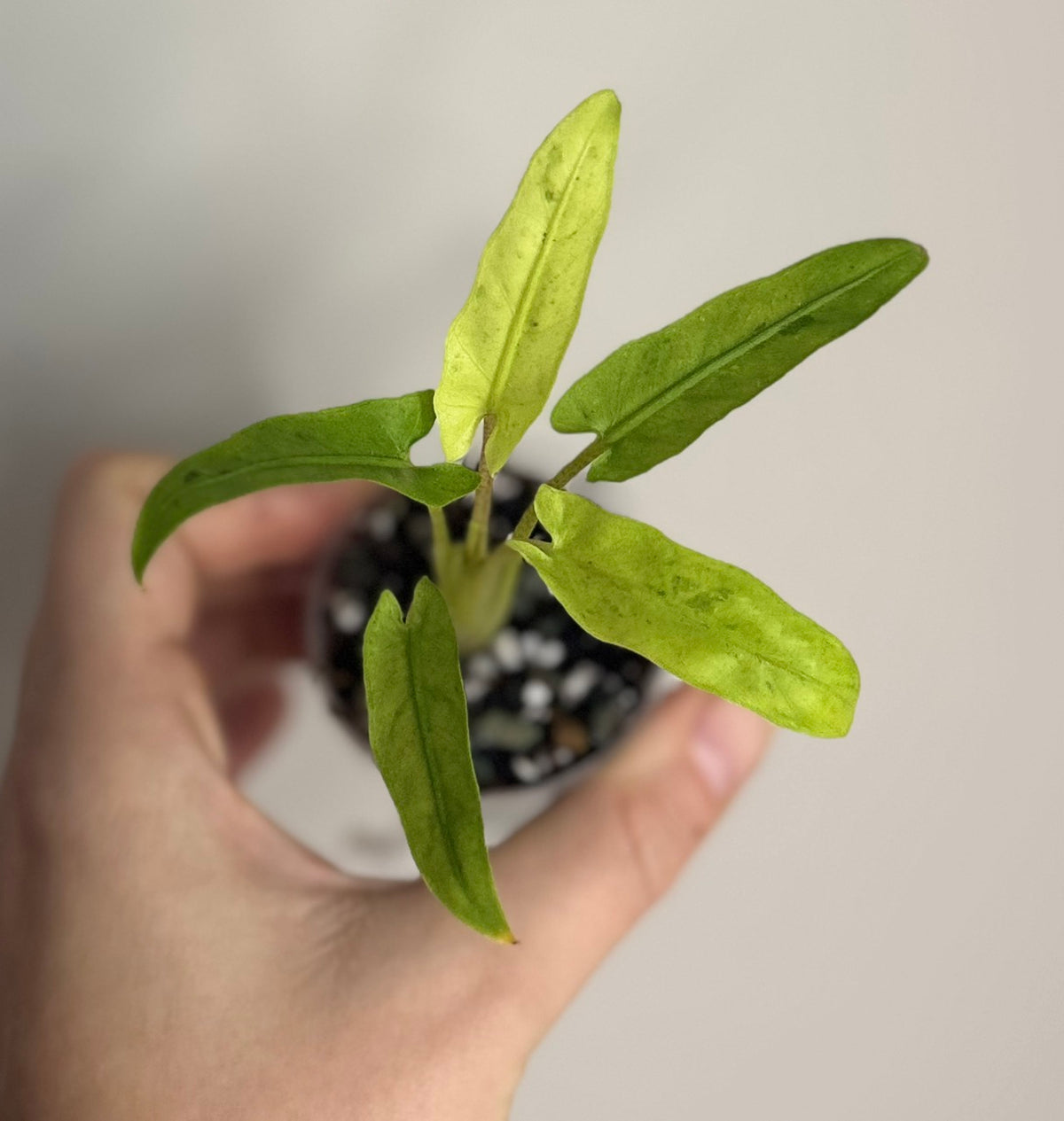 Alocasia Lauterbachiana Aurea/Mint
