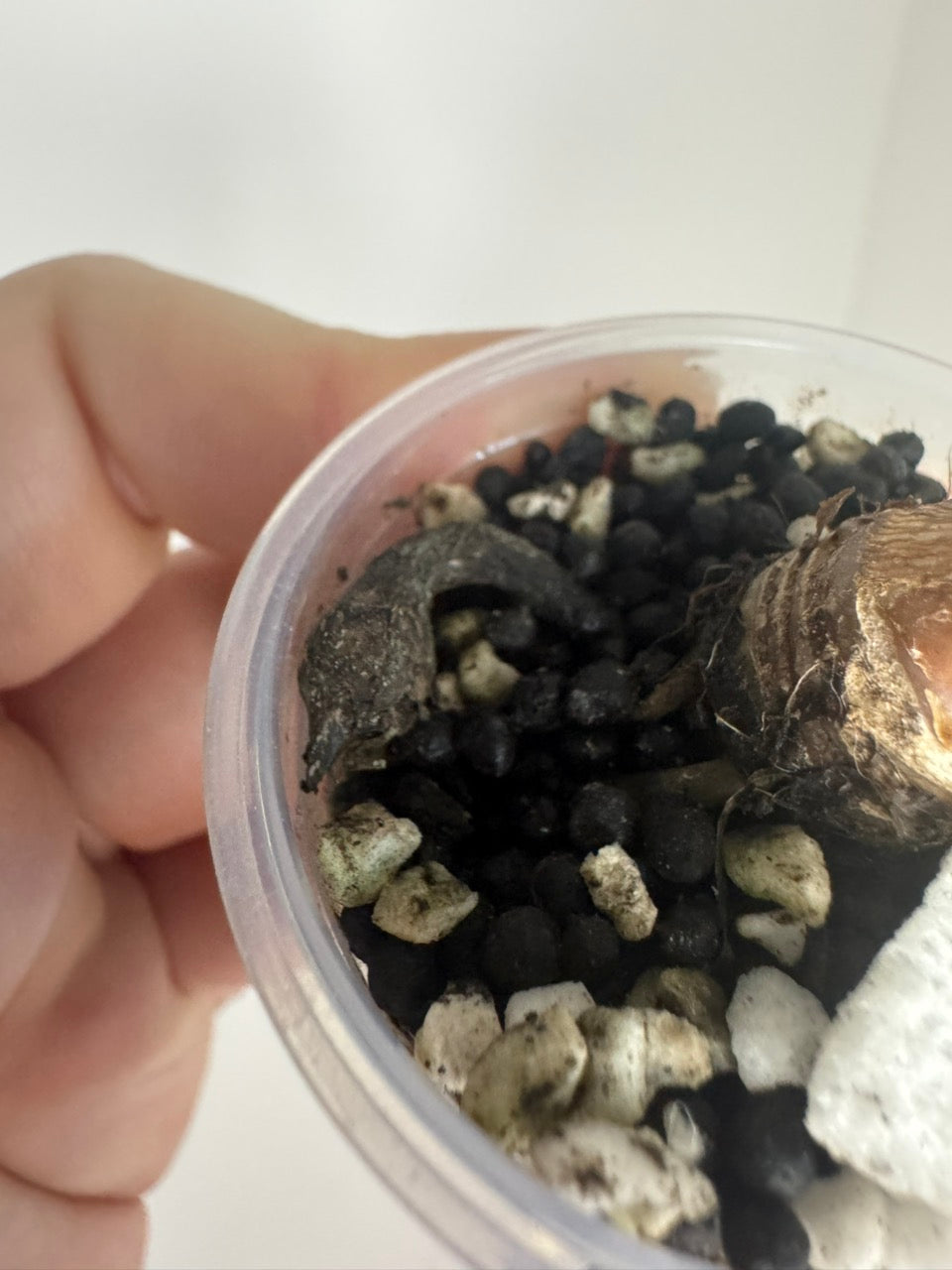 Black Velvet Rose Gold corm