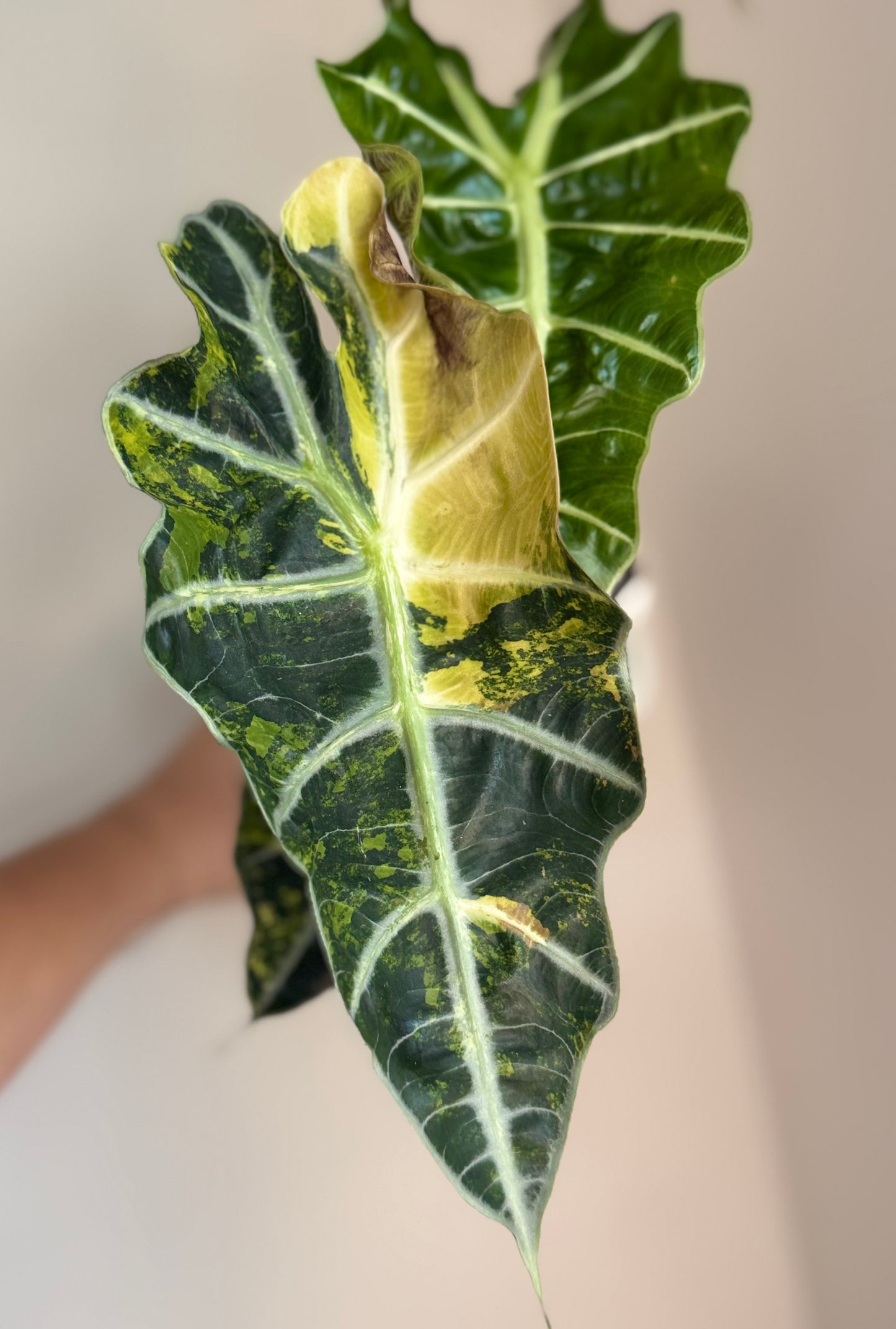 Alocasia Amazonica Polly Aurea