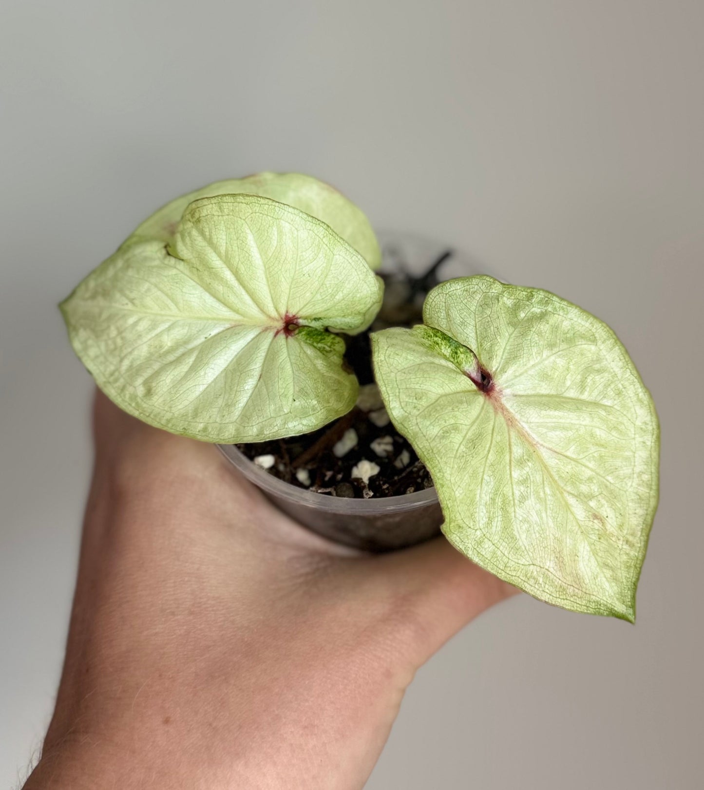 Thai Caladium