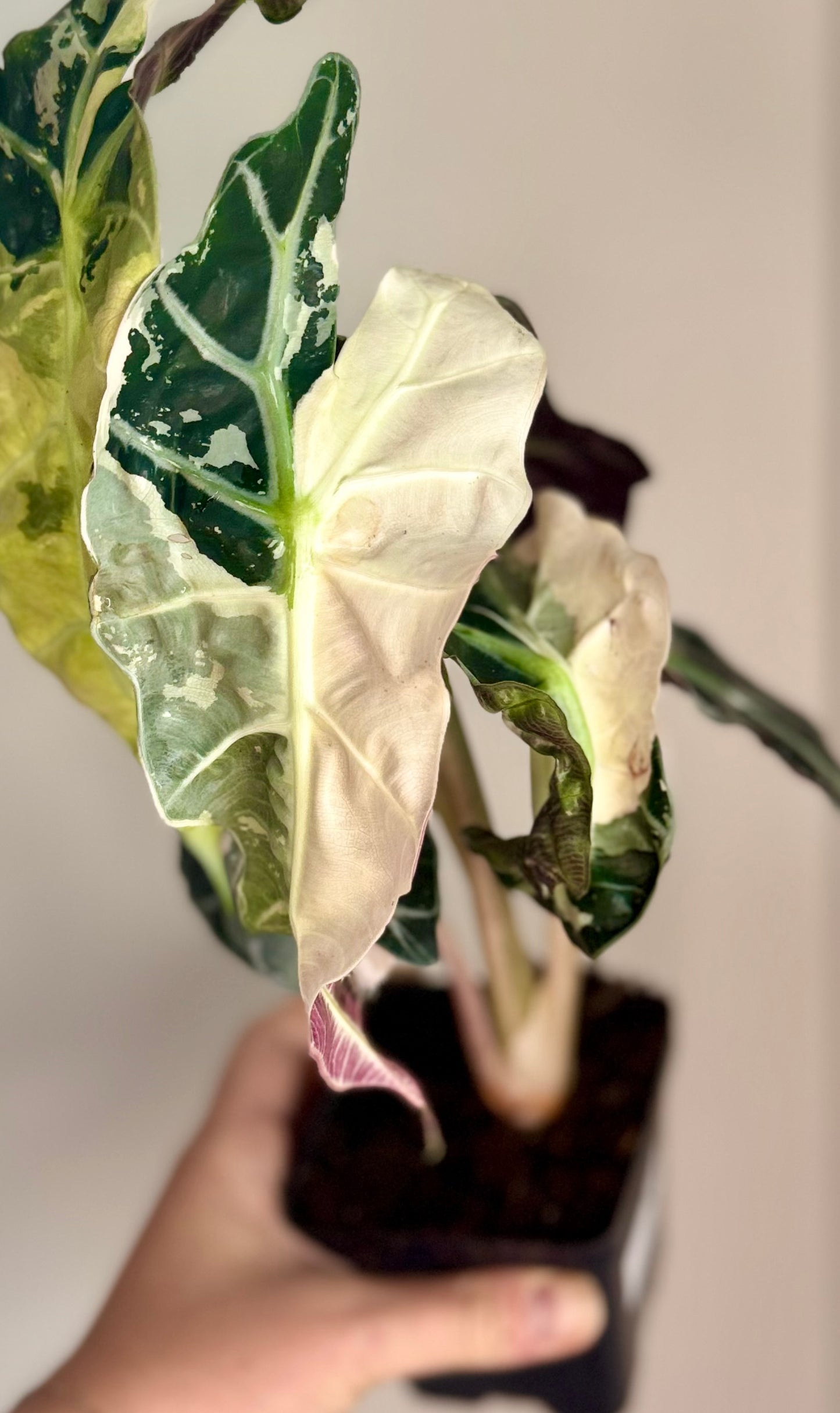 Alocasia Pink Polly Snowflake