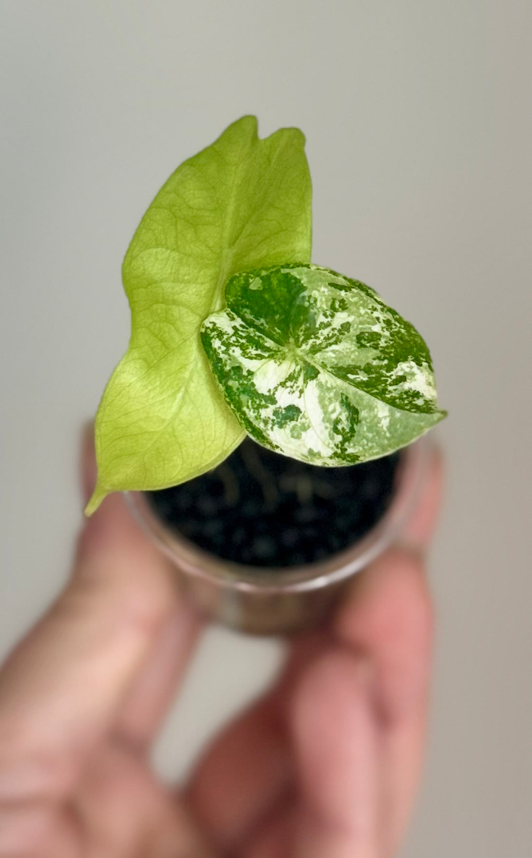 Alocasia Pink Dragon Albo