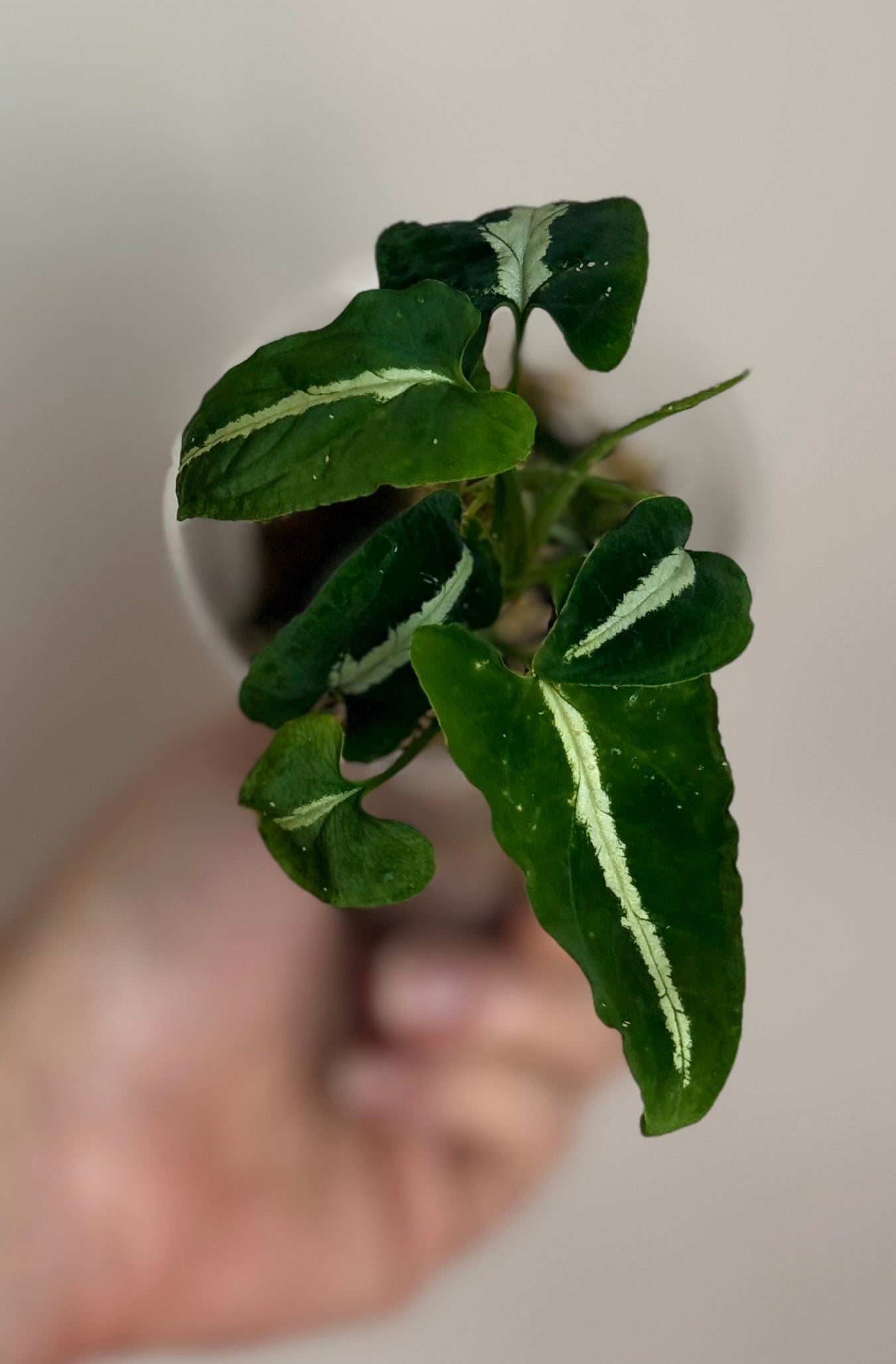Syngonium Wendlandii