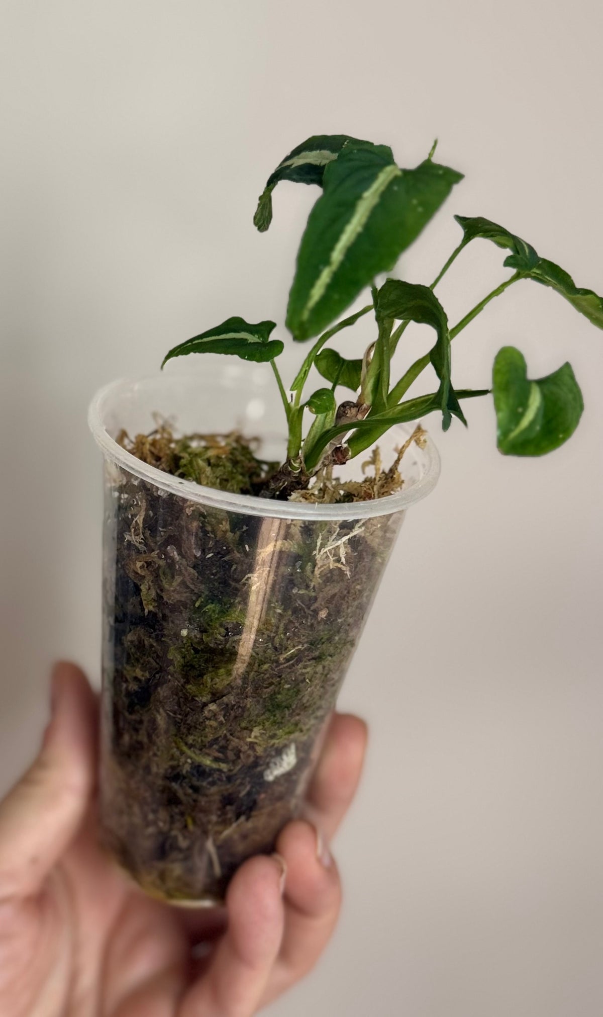 Syngonium Wendlandii