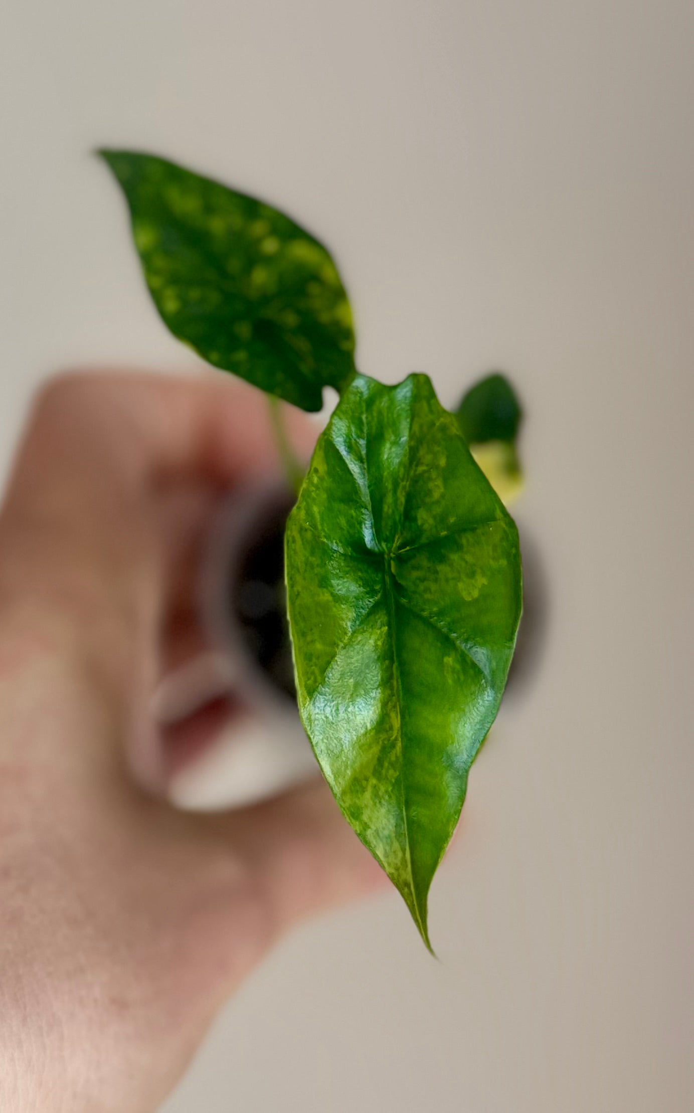 Alocasia Simpo Aurea