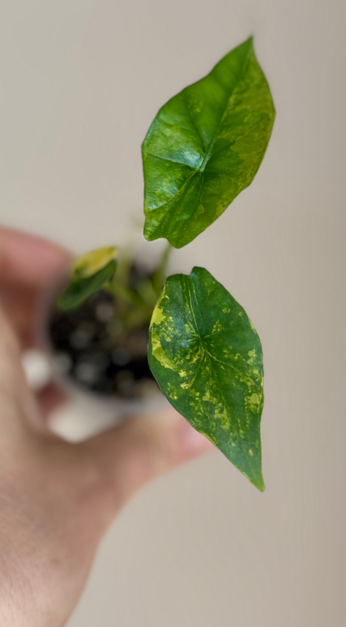 Alocasia Simpo Aurea