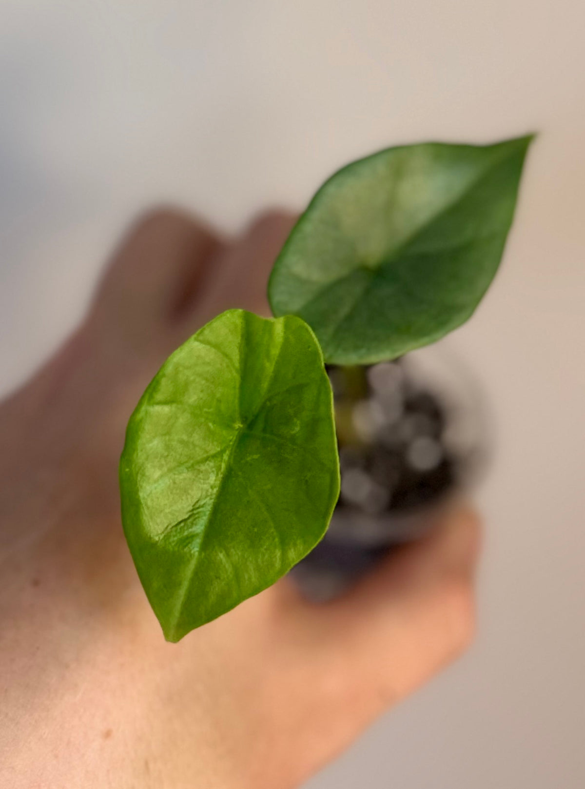 Alocasia Reginae Green on Green Variegated Pup