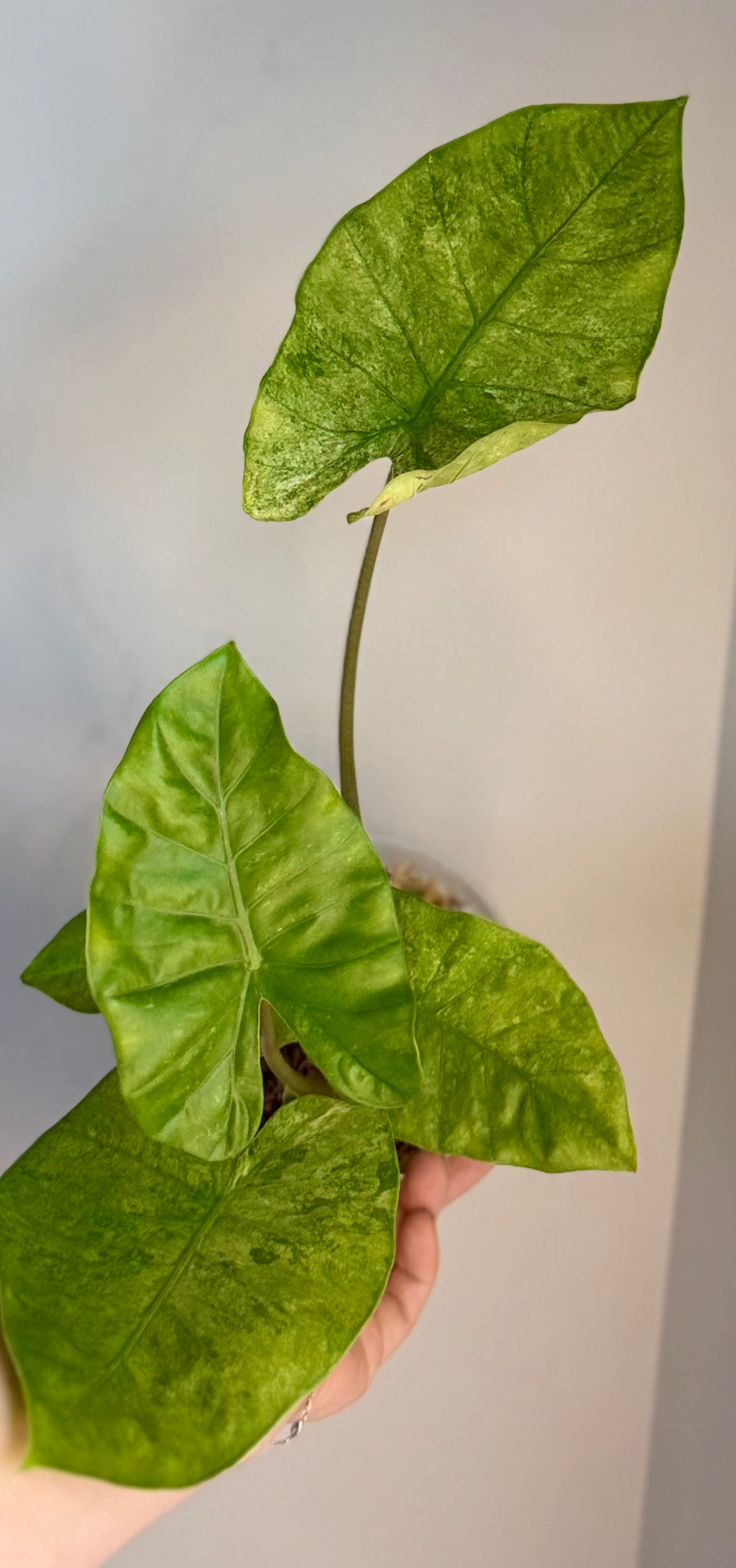 Alocasia Odora Batik Mutation