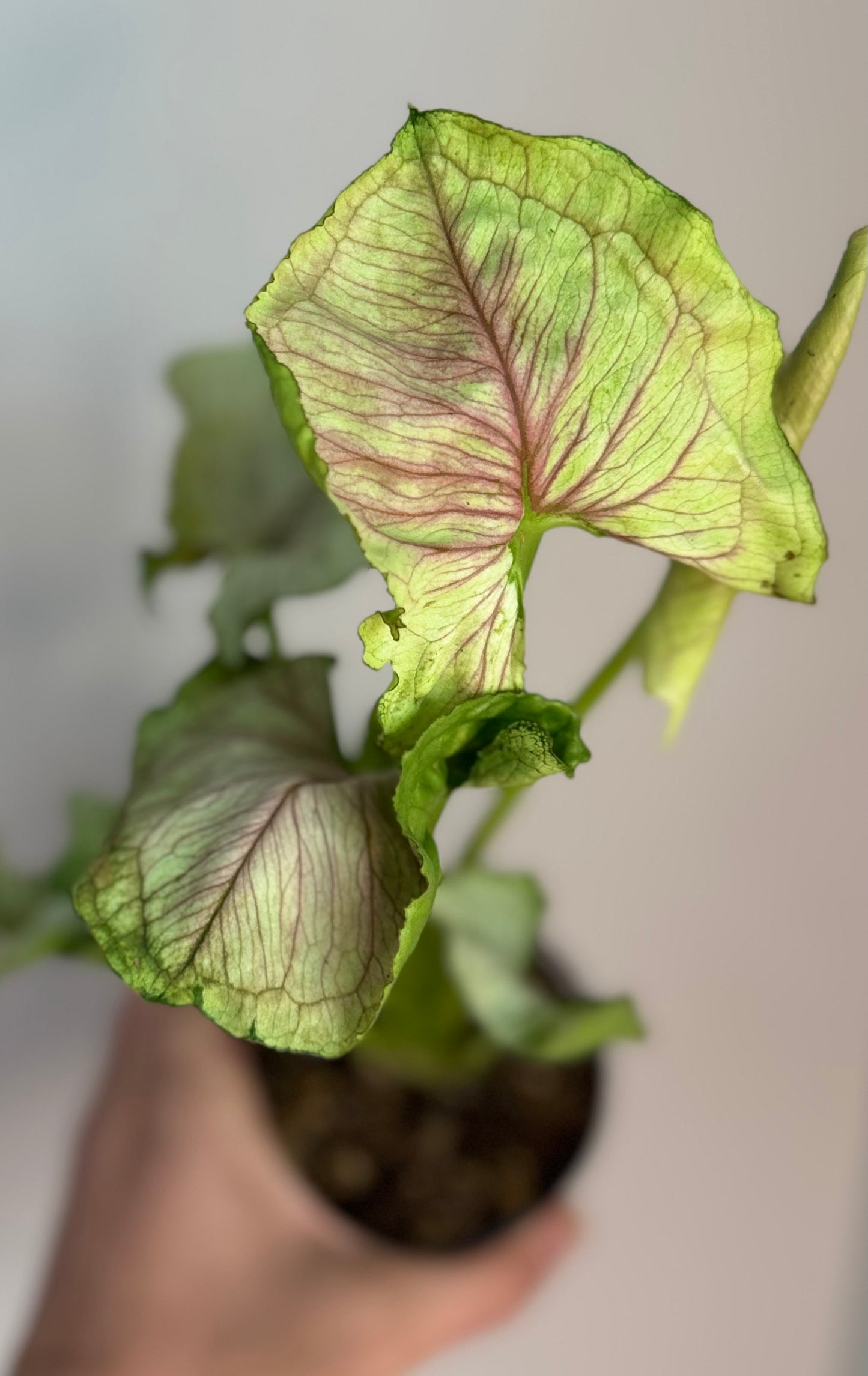 Syngonium Red Yami