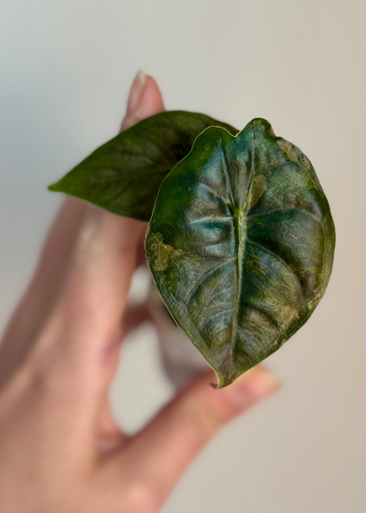 Alocasia Golden Bone Aurea