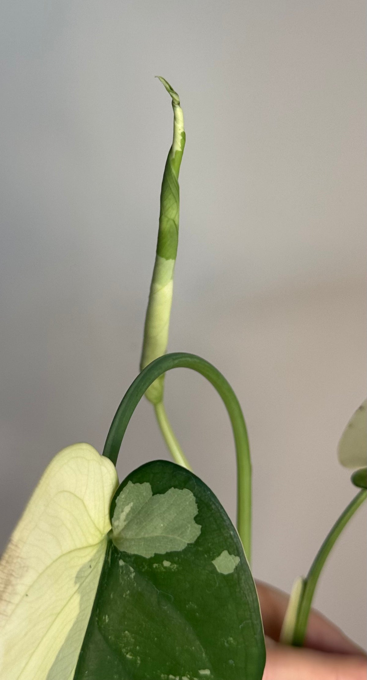 Syngonium Chiapense Variegated