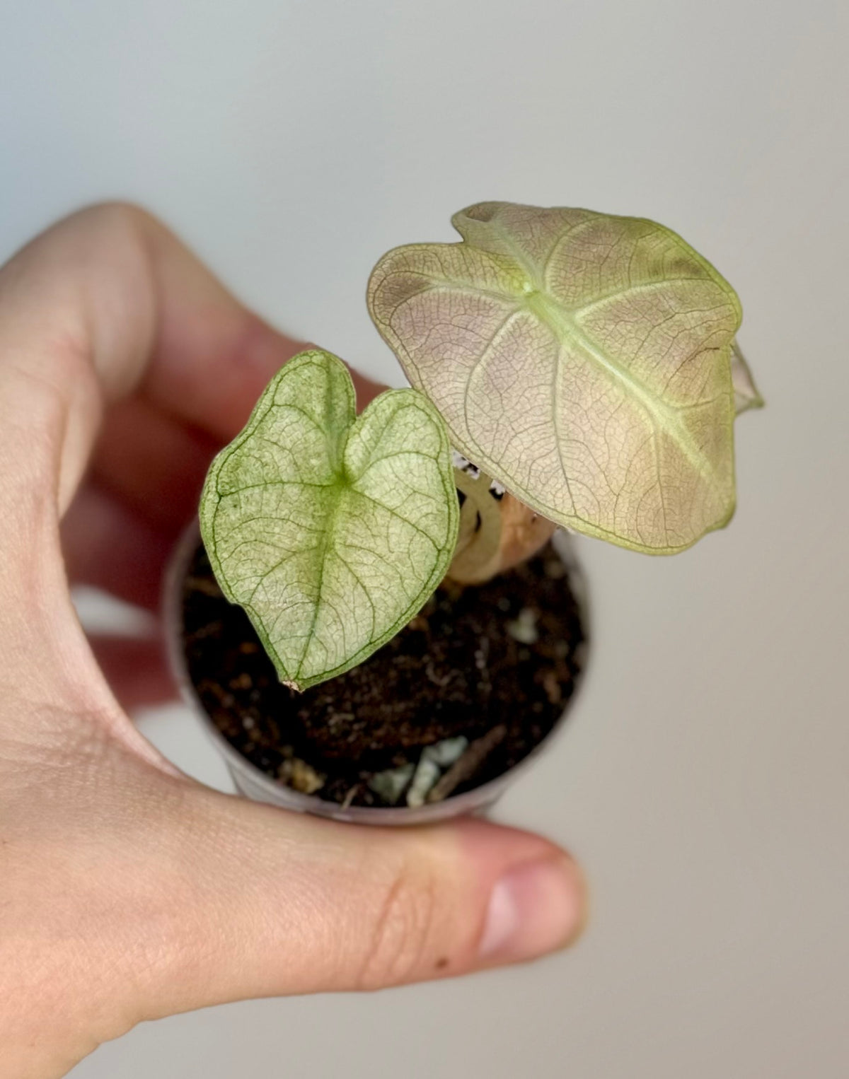 Alocasia Pink Mint Balloon Heart
