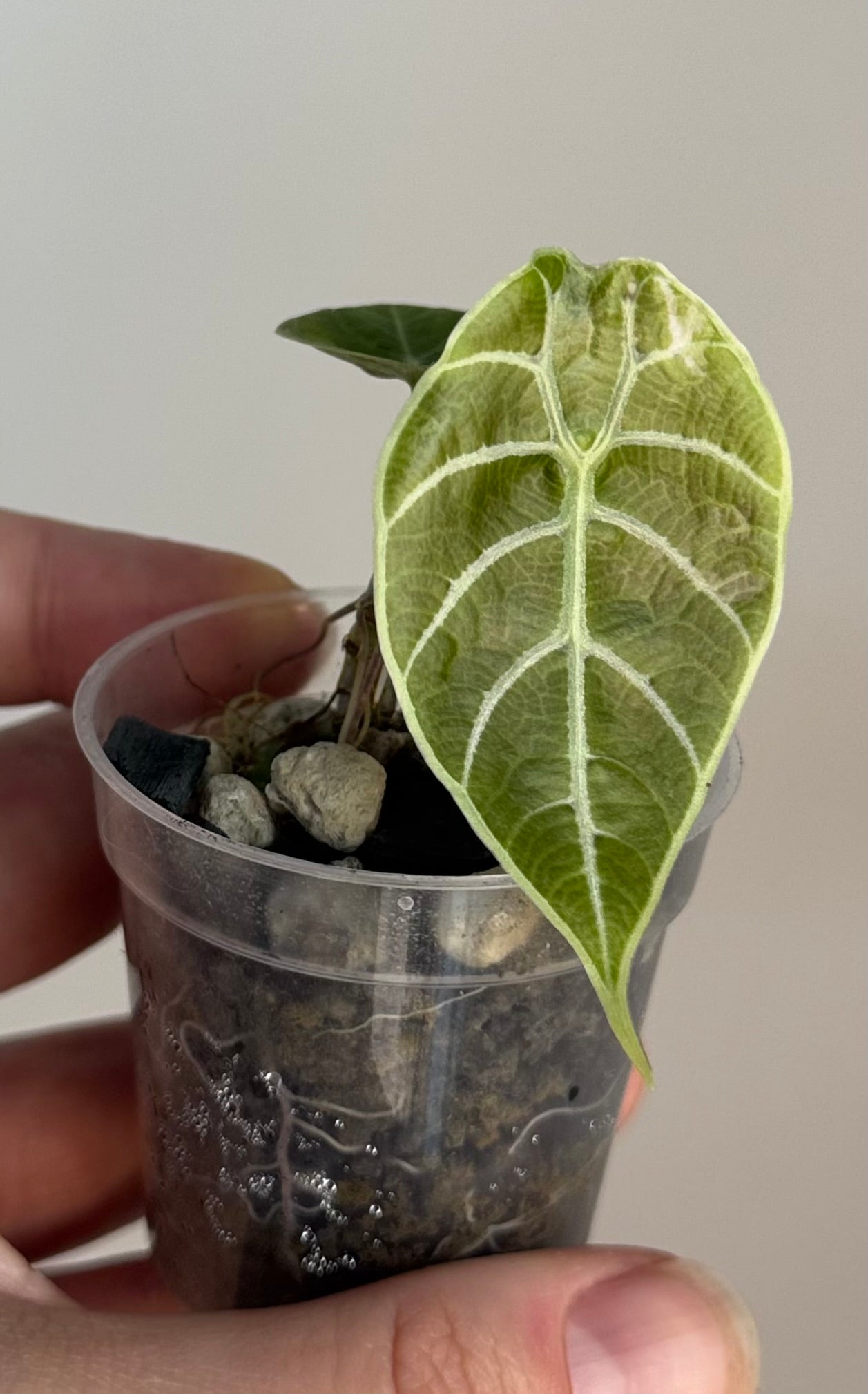 Alocasia Watsoniana Doff Pink
