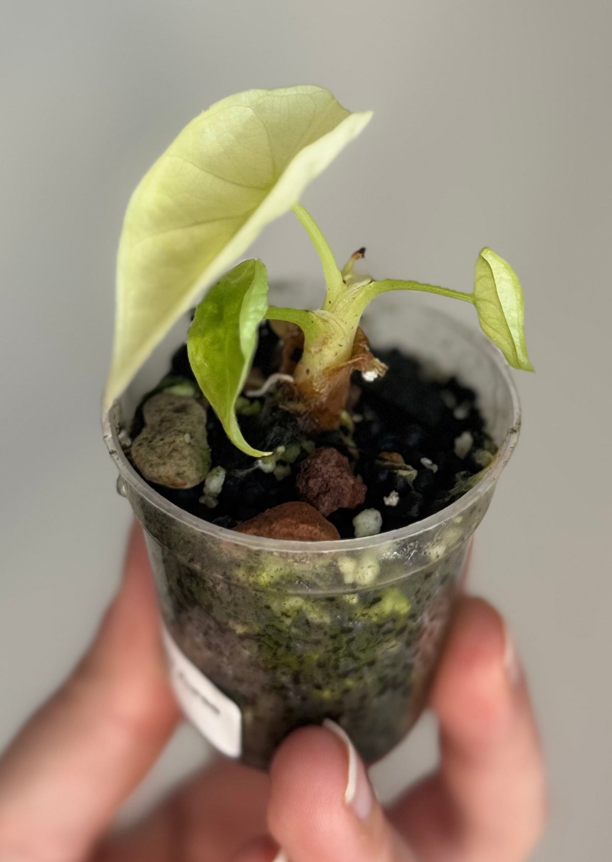 Alocasia Nebula Aurea