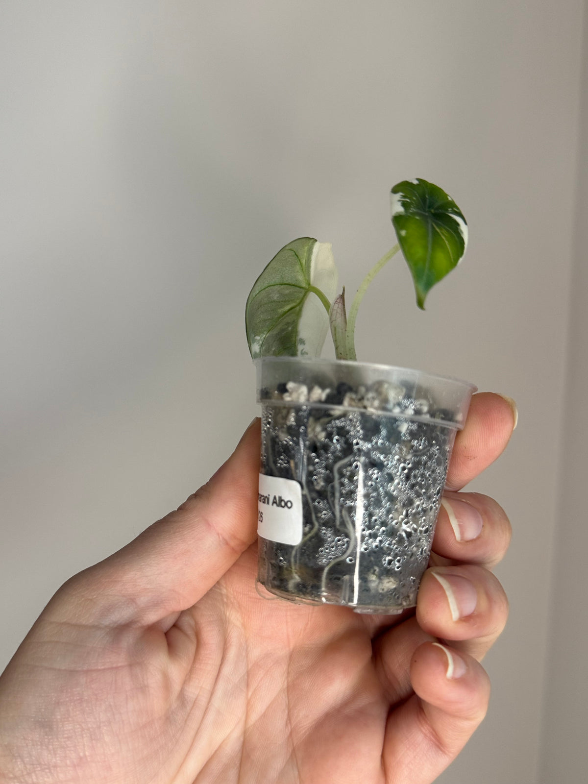 Alocasia Maharani Albo