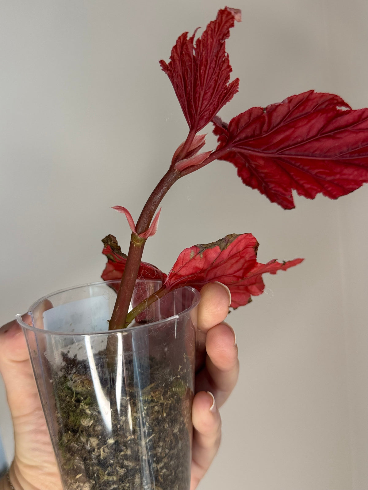 Begonia Lamoon