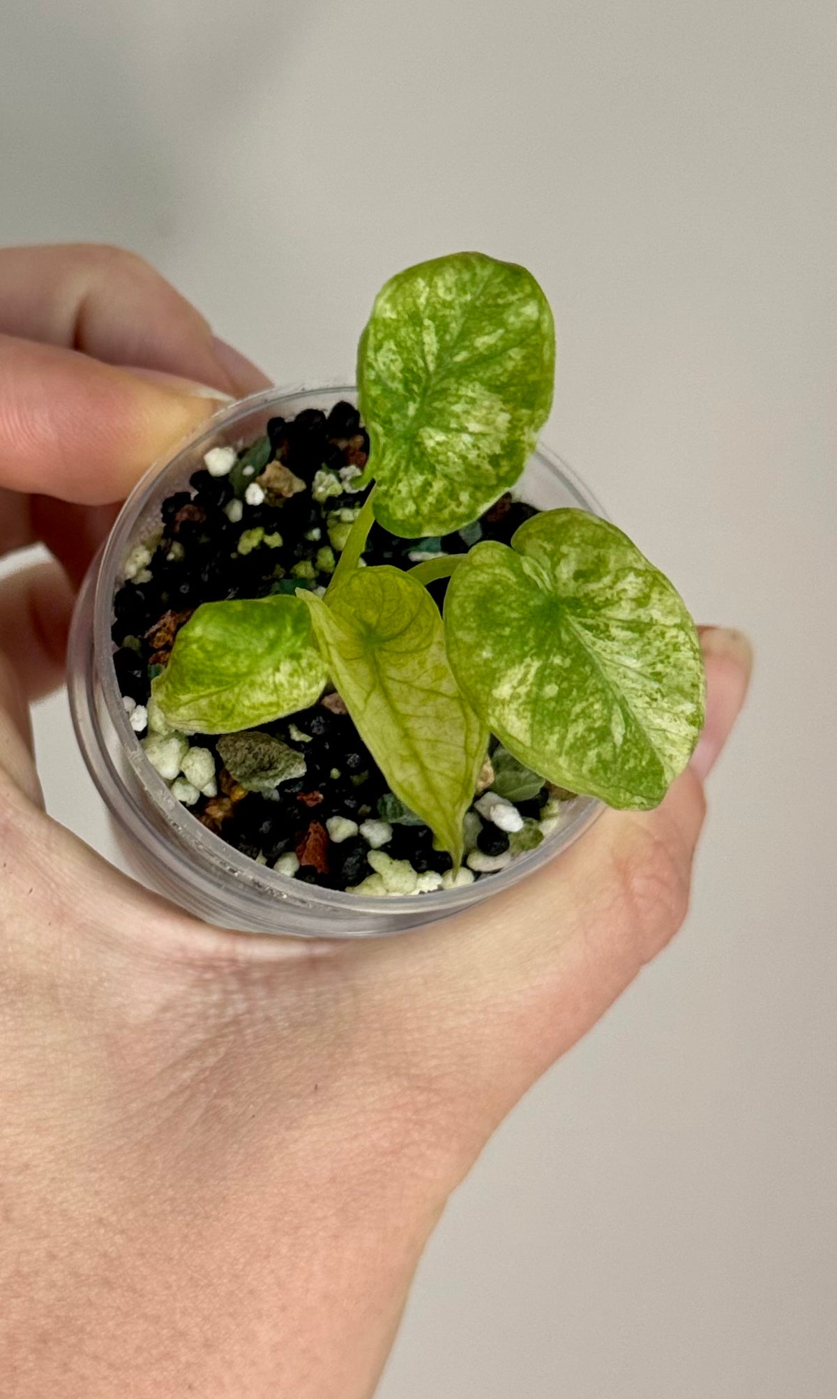 Alocasia Regal Shield Aurea/Mint