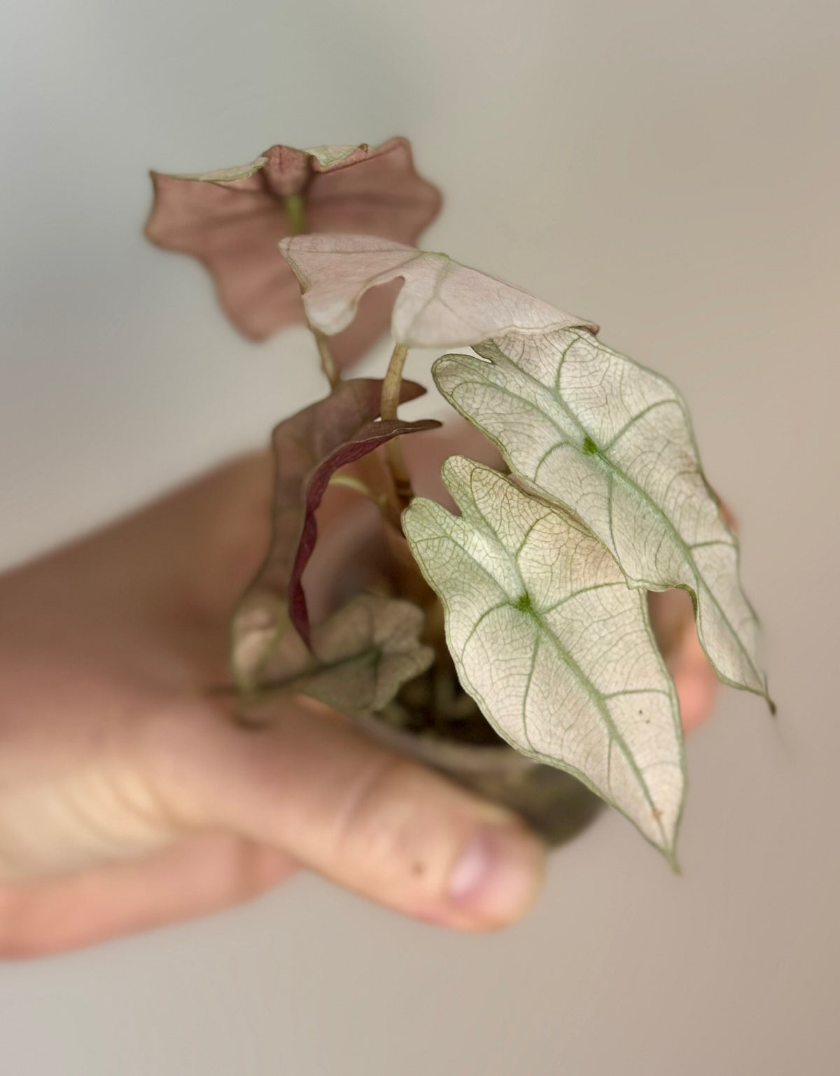 Alocasia Pink Polly Mint