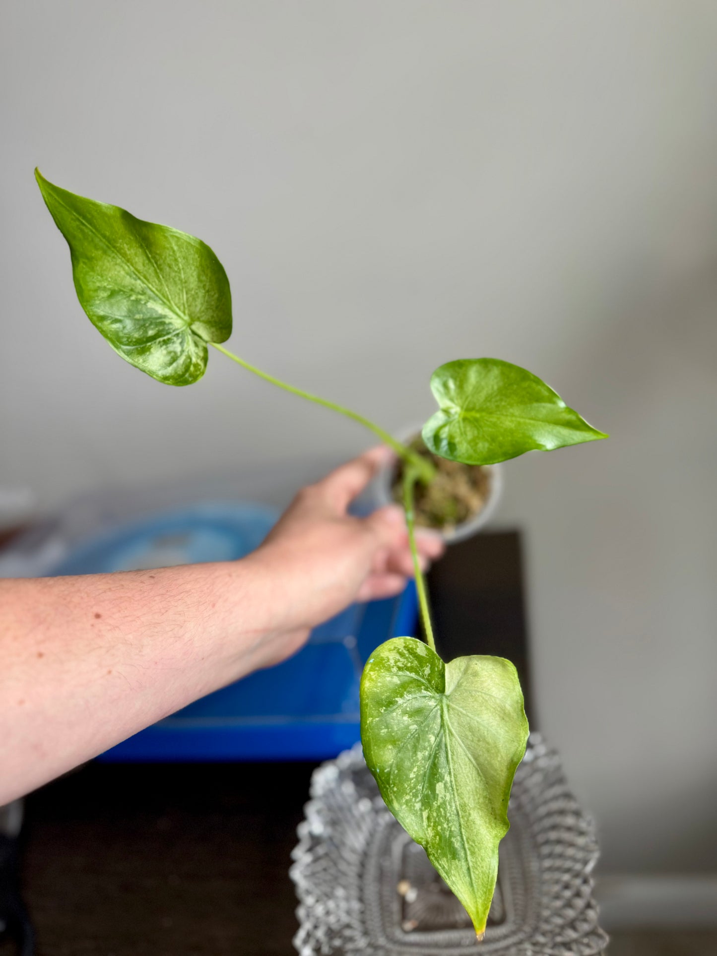 Alocasia Cucullata Albo/Mint