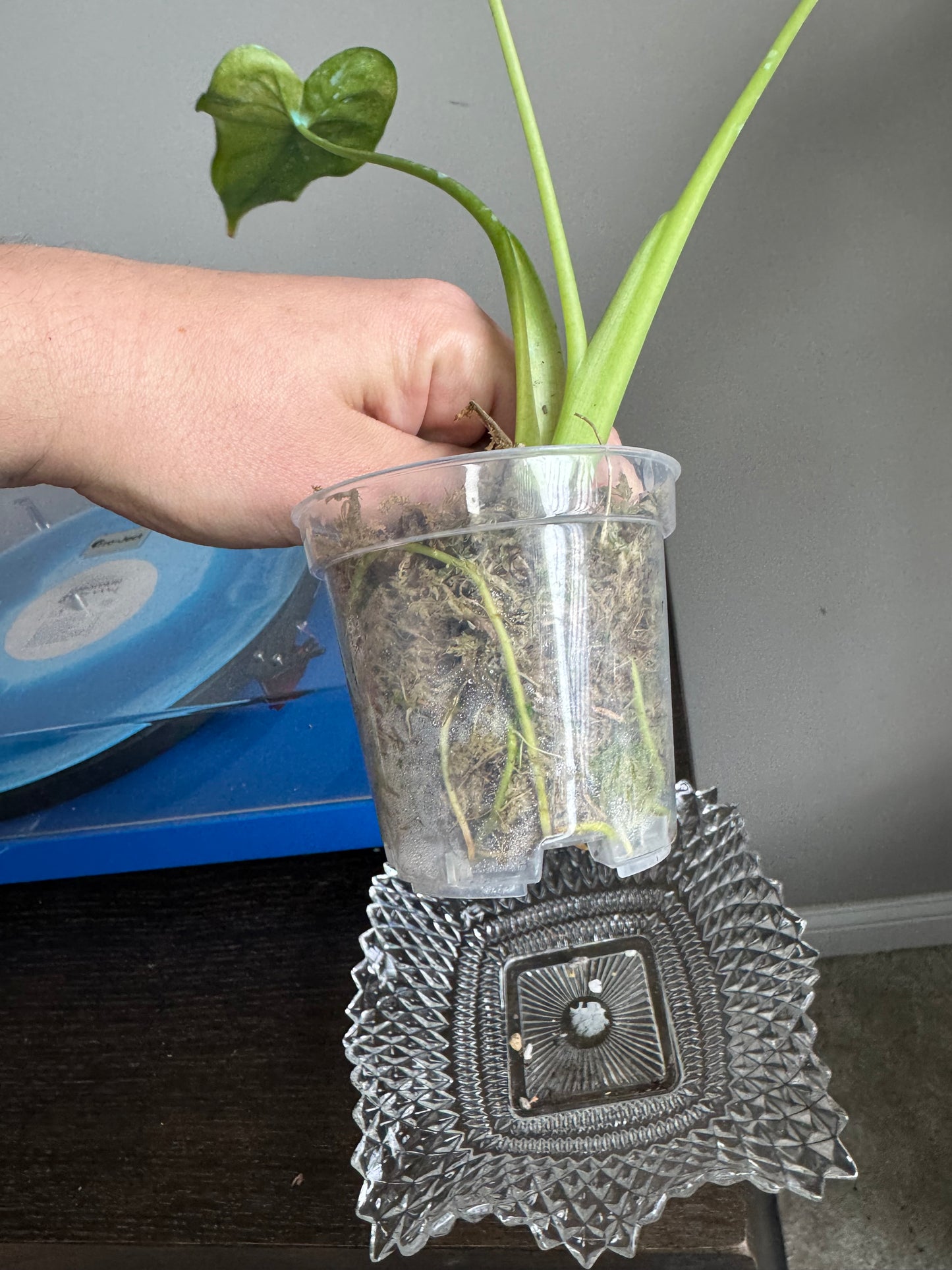 Alocasia Cucullata Albo/Mint