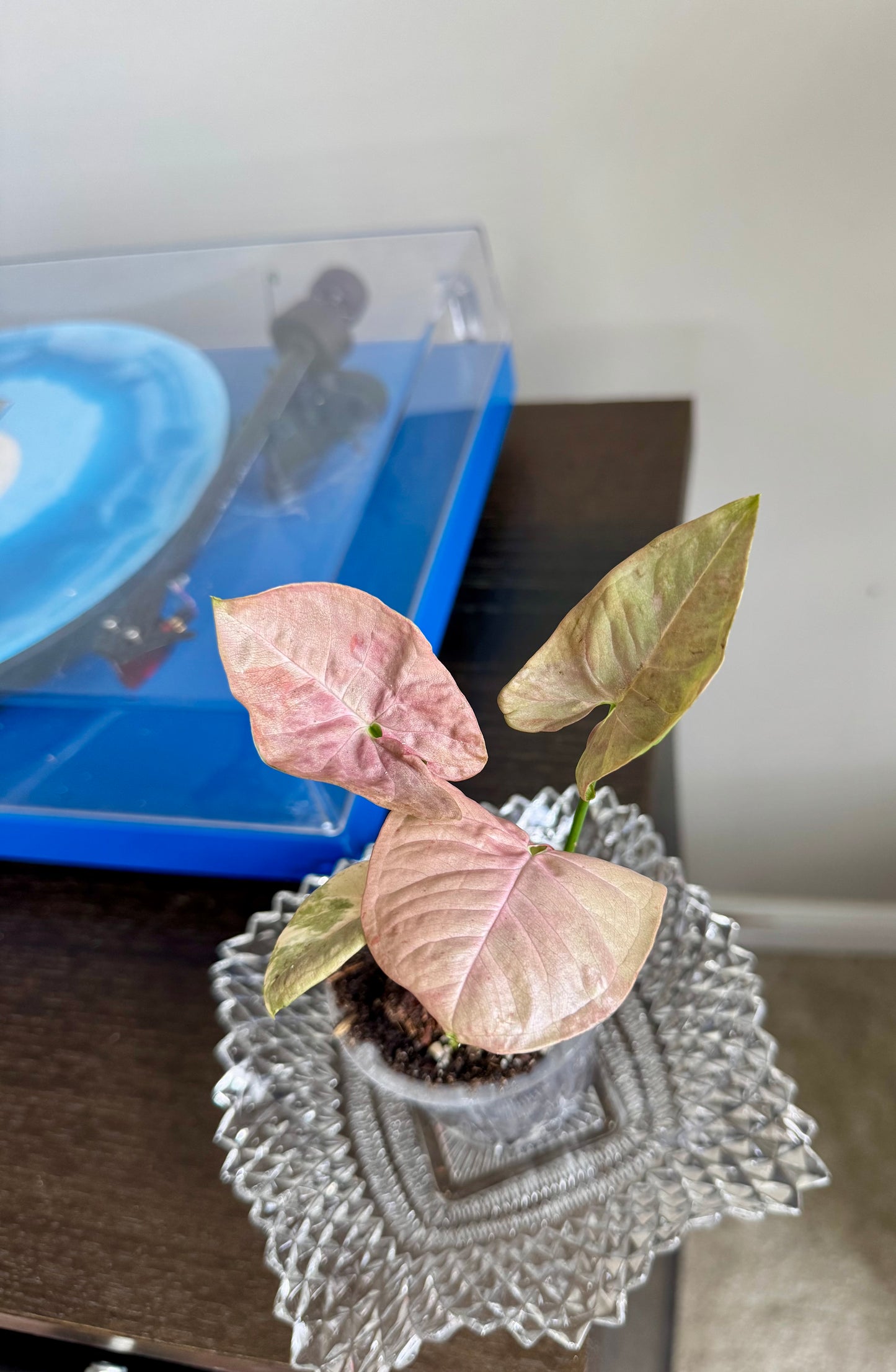 Syngonium Double Pink Spot