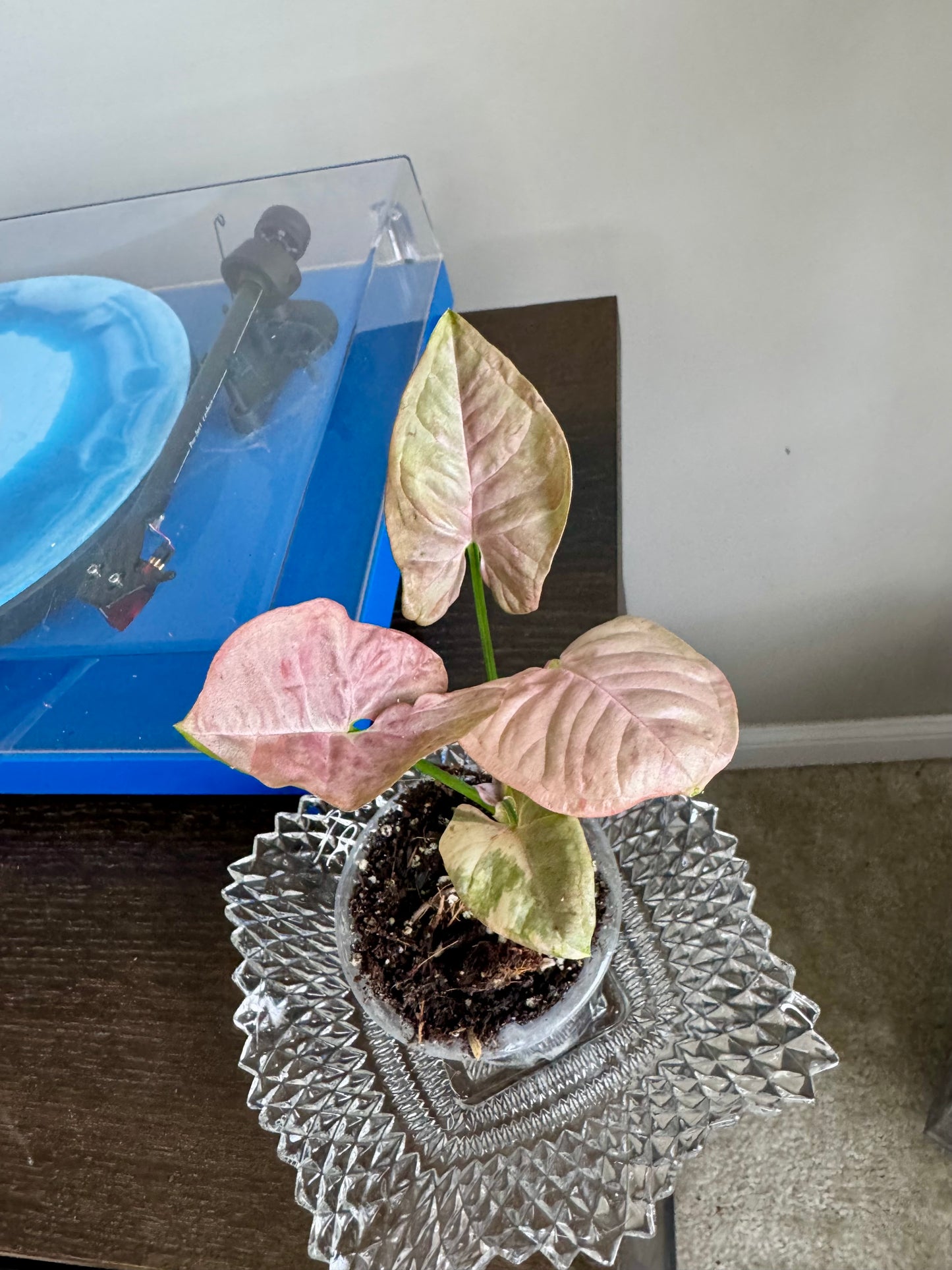 Syngonium Double Pink Spot
