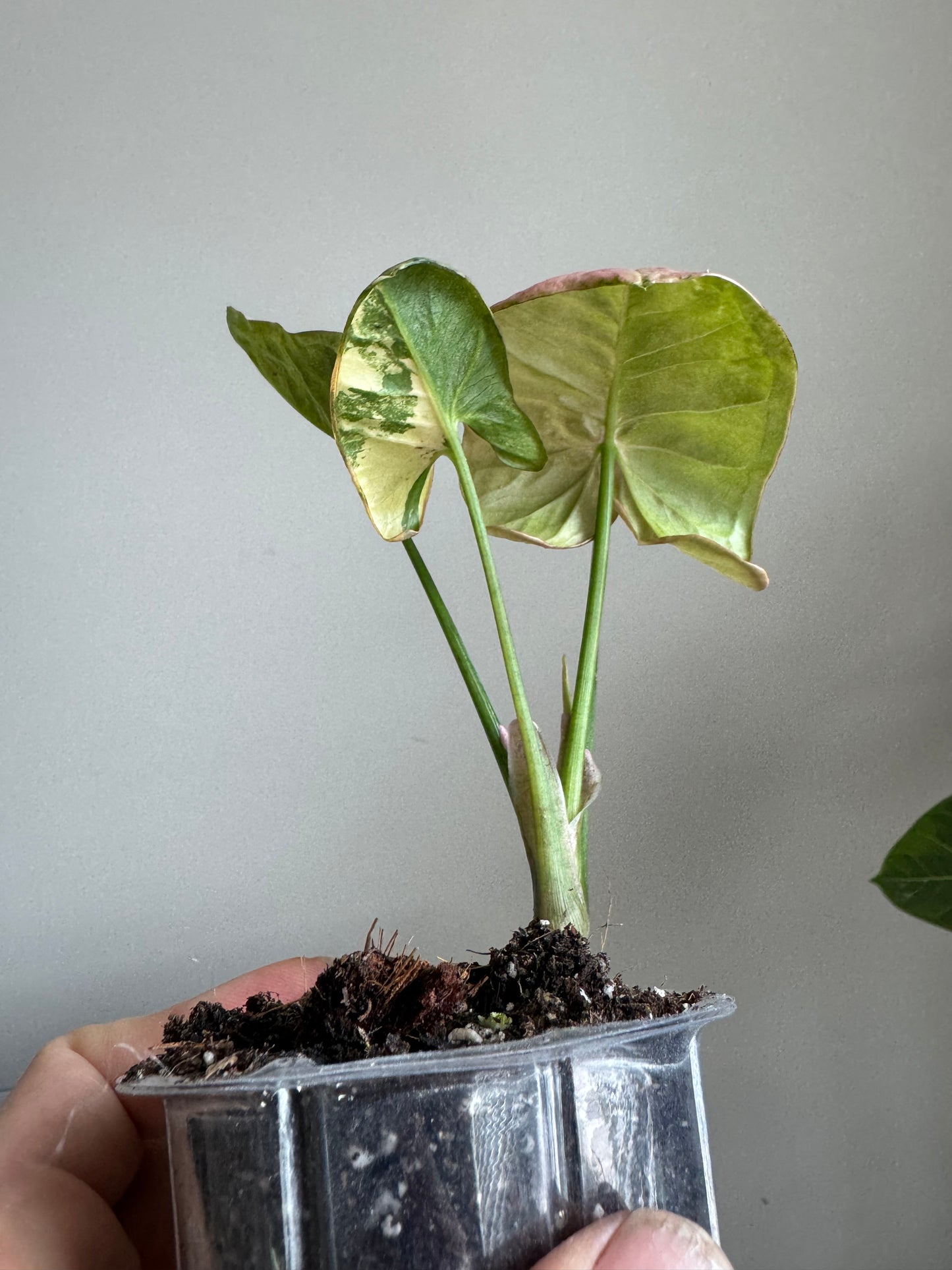 Syngonium Double Pink Spot
