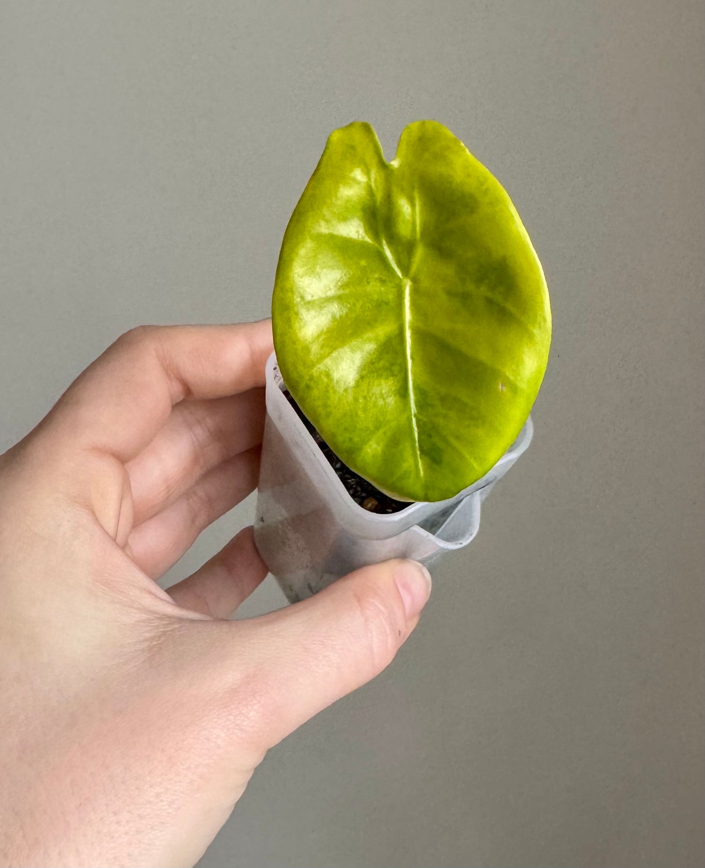 Alocasia Lemon Lime Longiloba