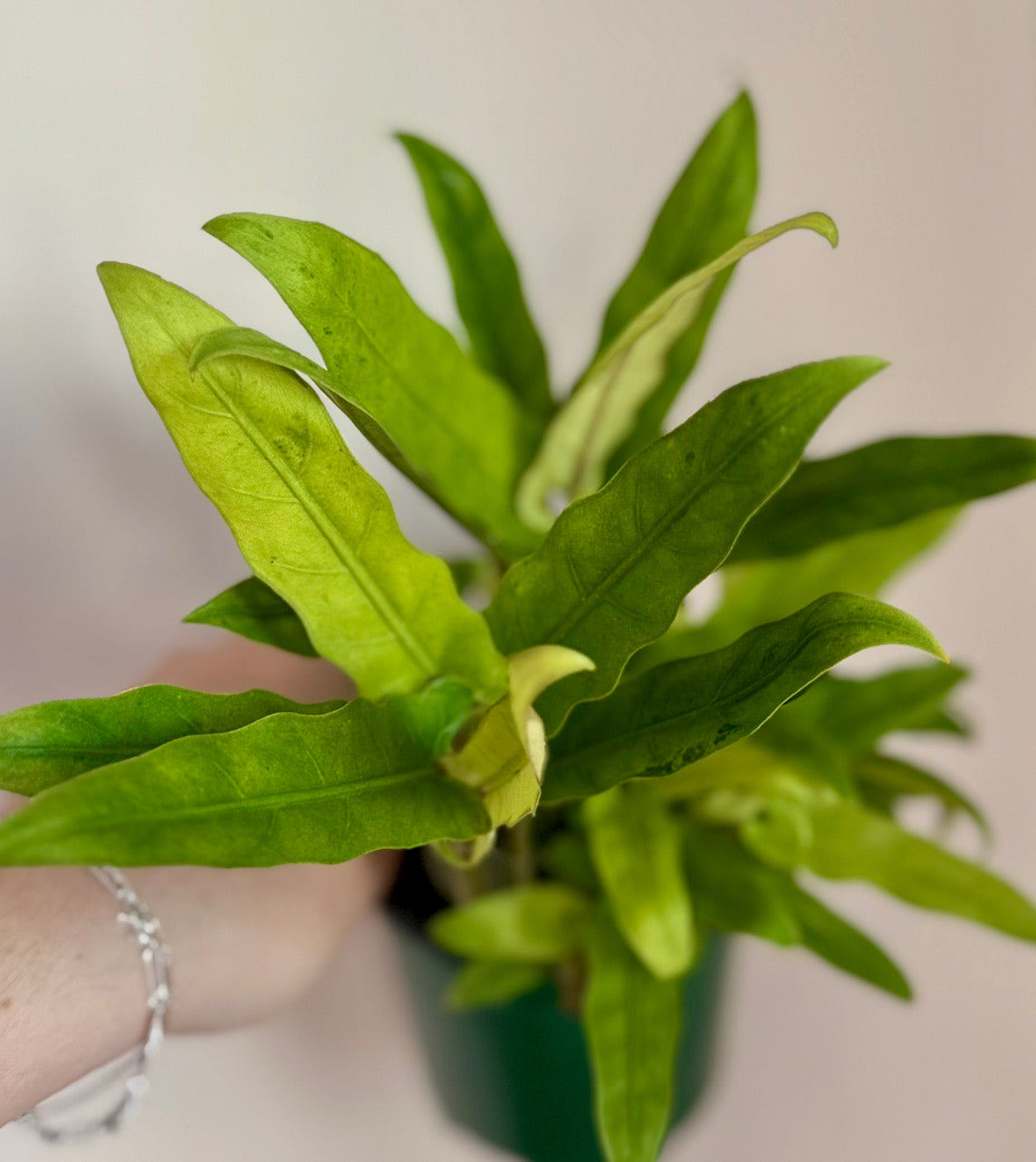 Alocasia Lauterbachiana Mint pup