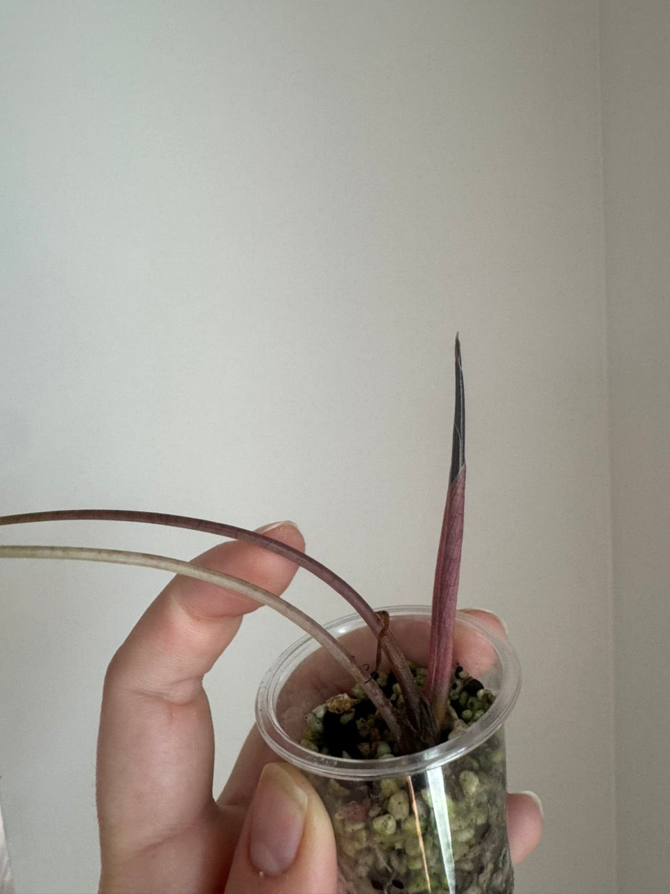 Alocasia Tricolor Chantrieri