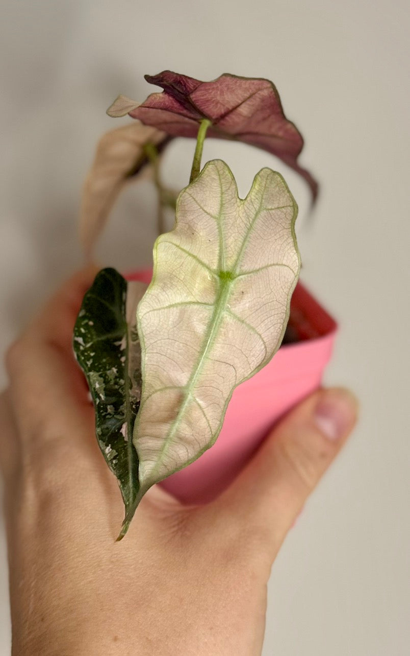Alocasia Pink Polly