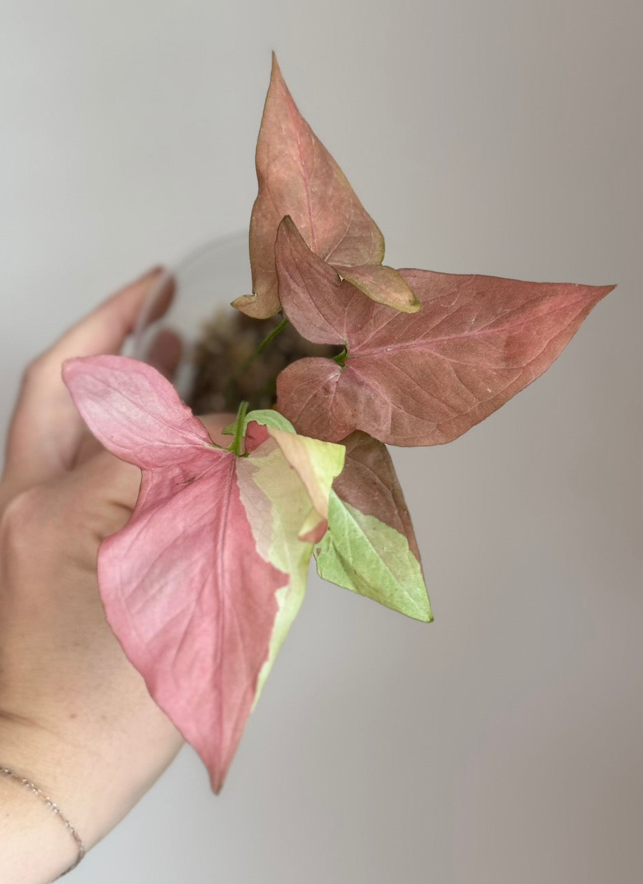 Syngonium Pink Salmon - Plant A
