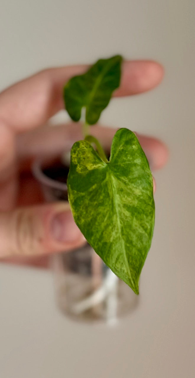 Alocasia Sp. Hairy