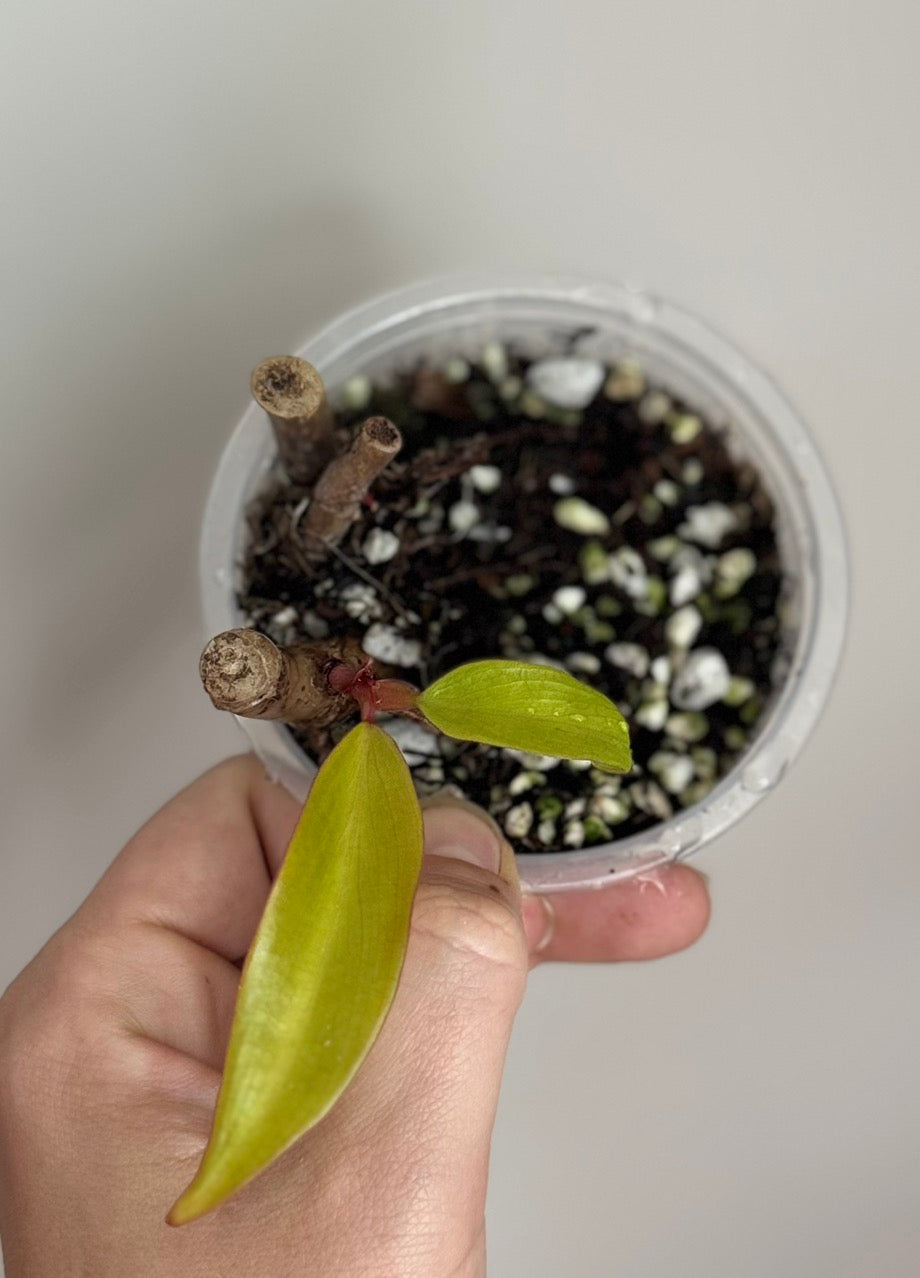Philodendron Strawberry Shake - Rooted Butt Cut