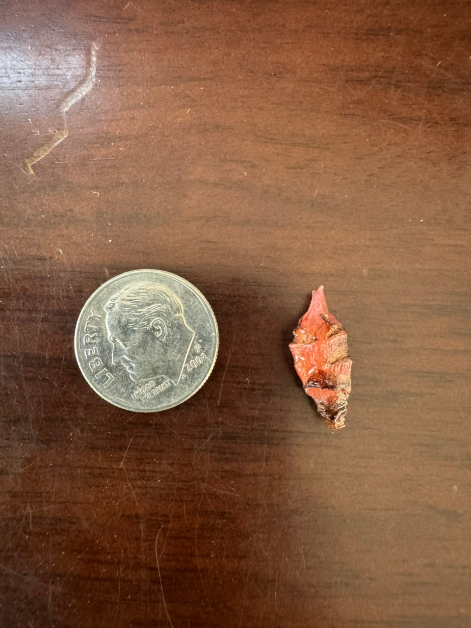 RARE HYBRID Corm - Dragon Scale x Azlanii