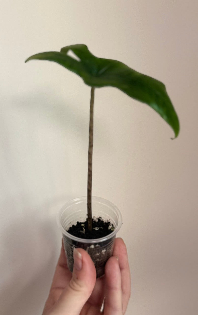 Alocasia Batwing Aurea