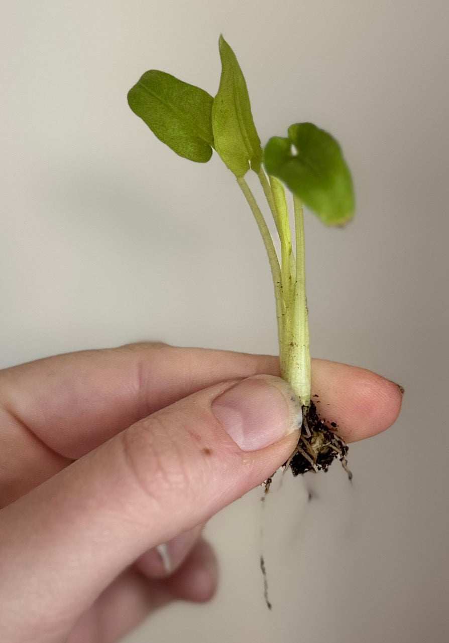 Alocasia Lauterbachiana Mint pup