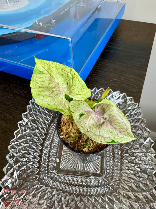 Syngonium Green Splash/Grey Ghost