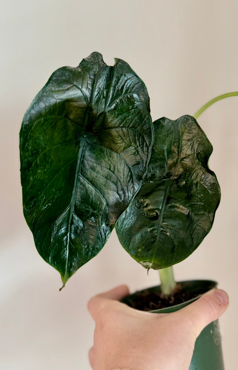 Corm - Alocasia Green Unicorn