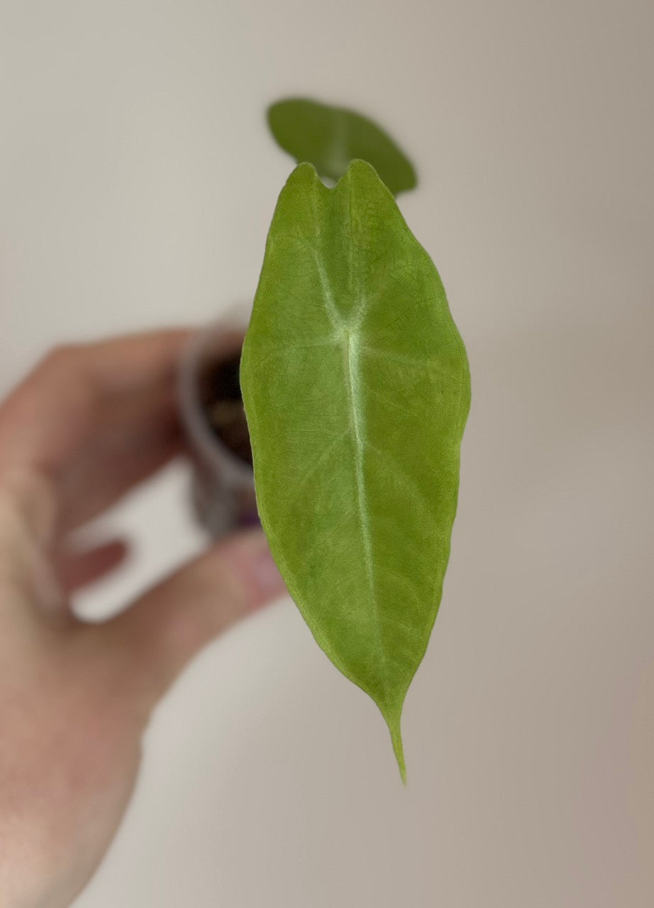 Alocasia Longiloba Silver Purpleback