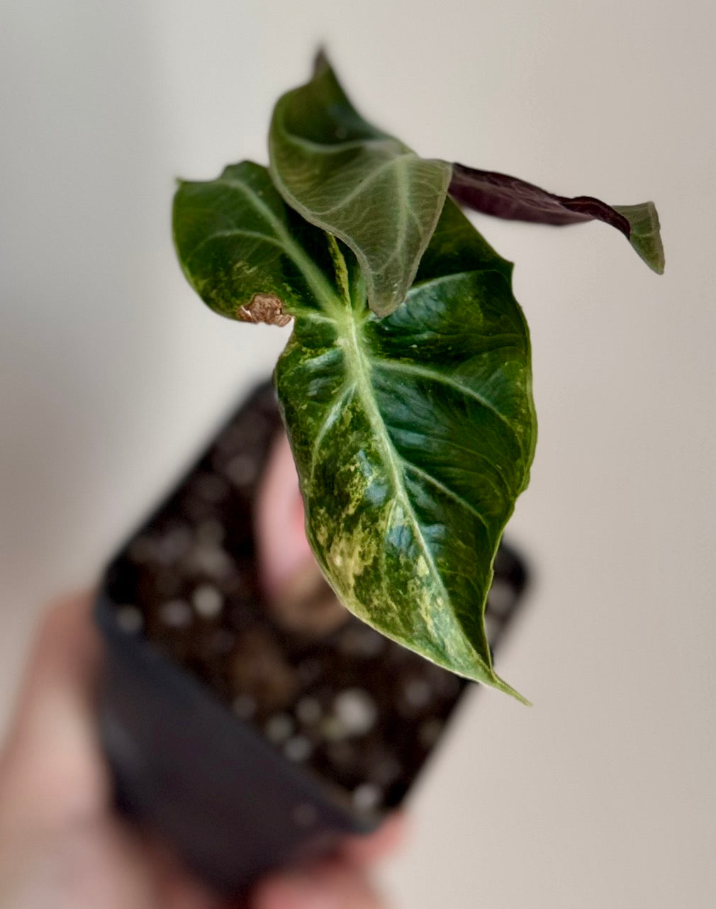 Alocasia Golden Cocoon mother plant