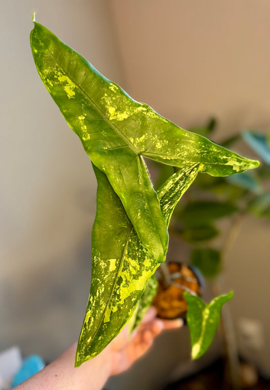 Alocasia Tigrina Aurea CORM