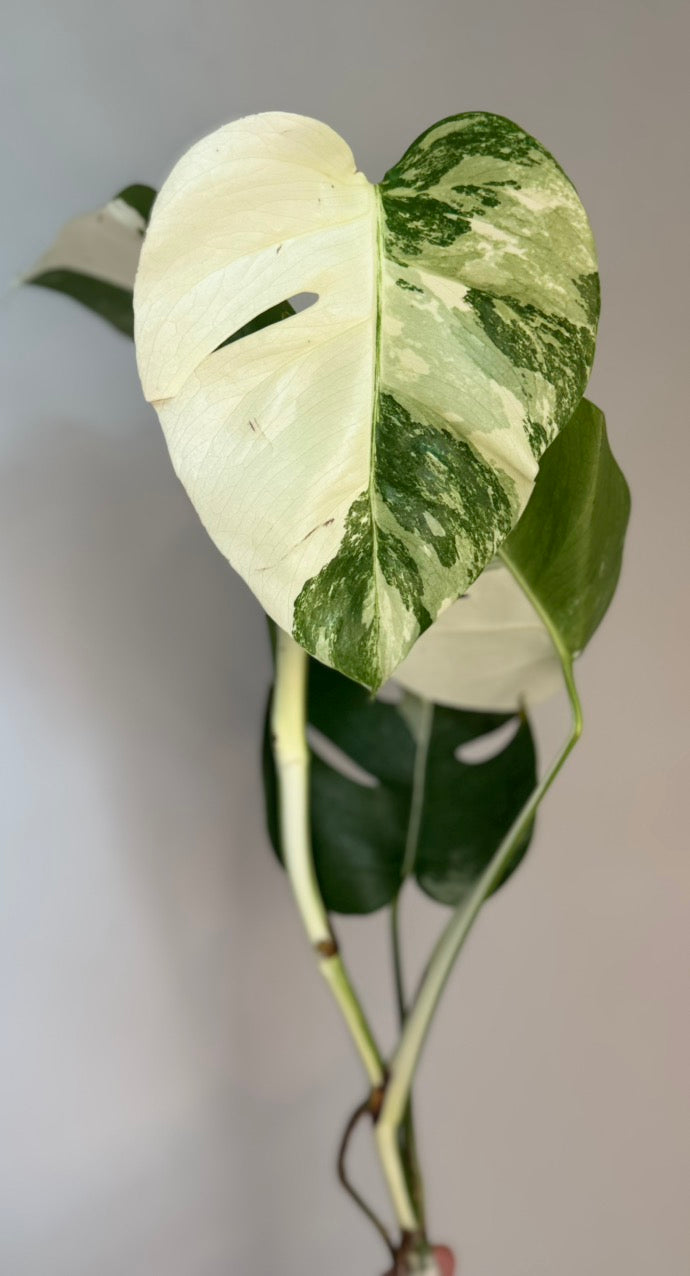 Monstera Albo - Fresh Import