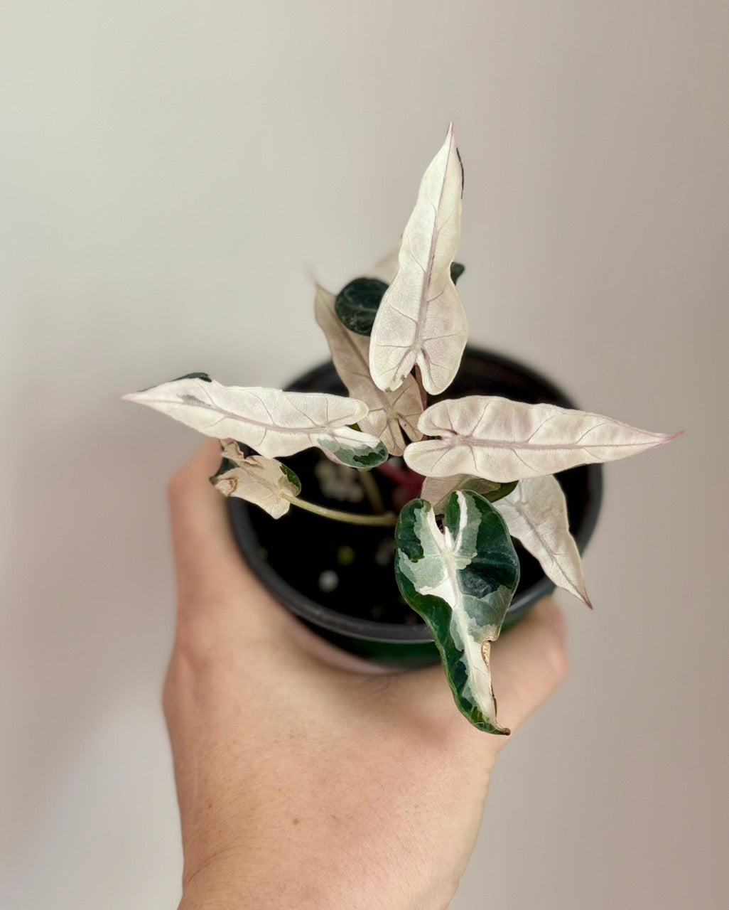 Alocasia Bambino Lava