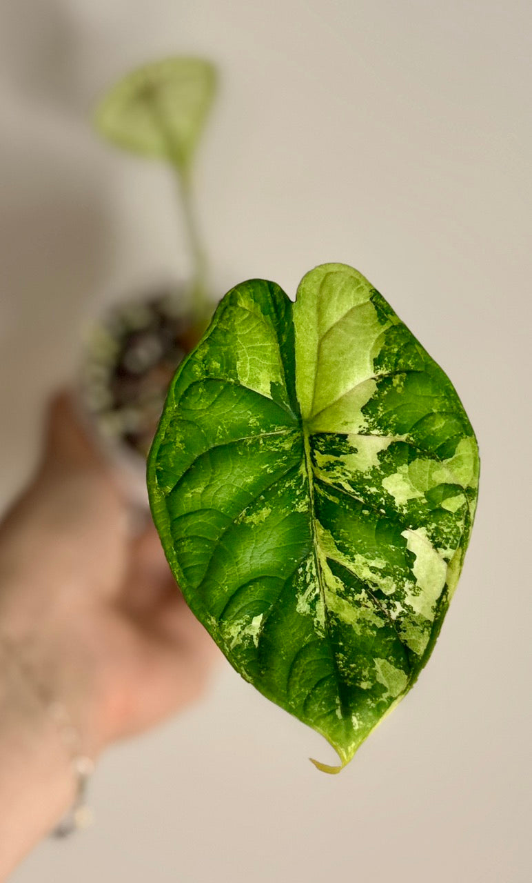 Alocasia Dragon Scale Albo