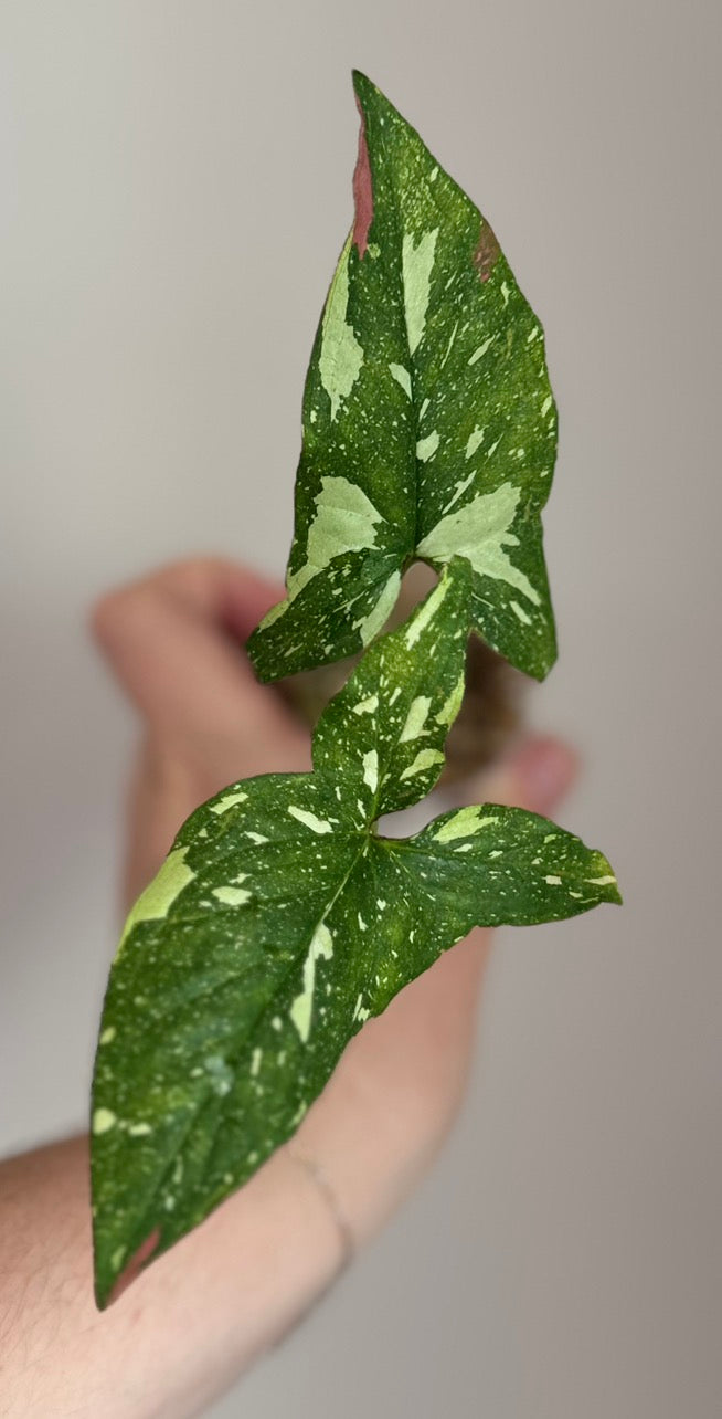 Syngonium Red Spot Tricolor - Plant B
