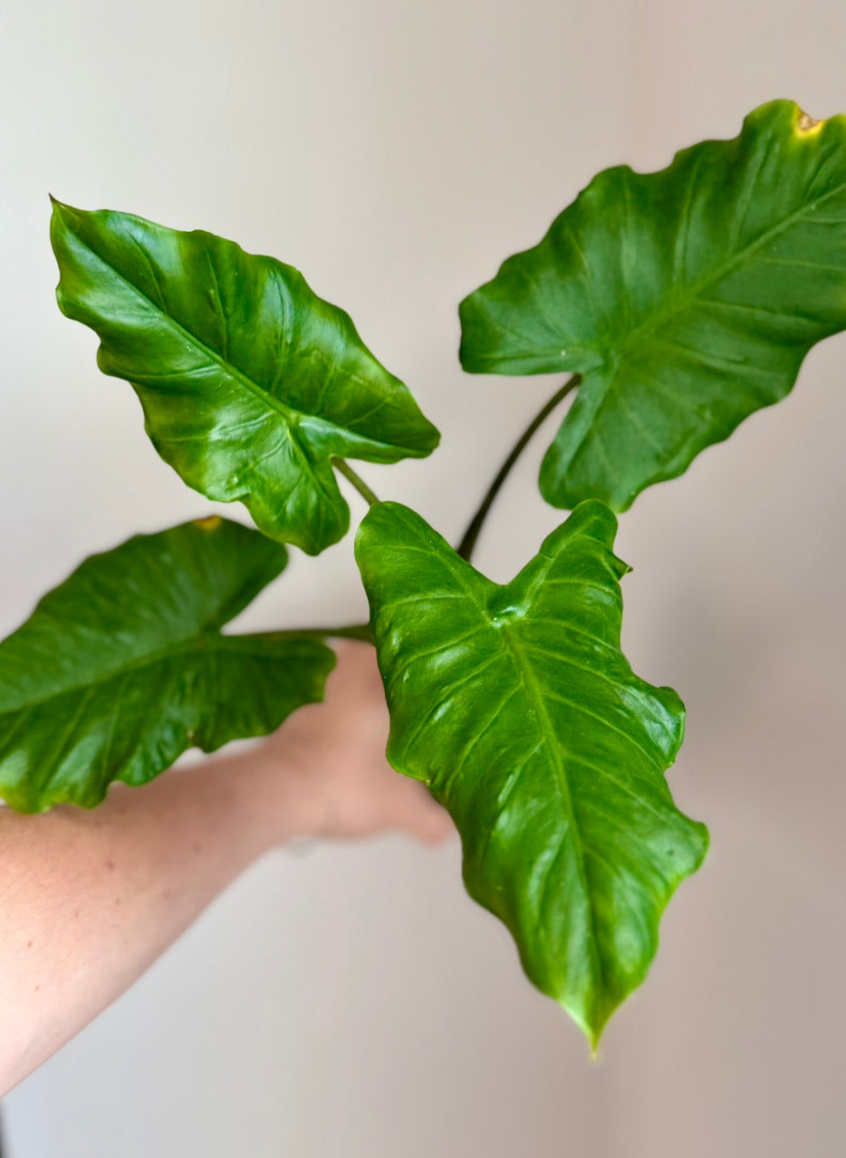 Corm - Alocasia Boa Mutation