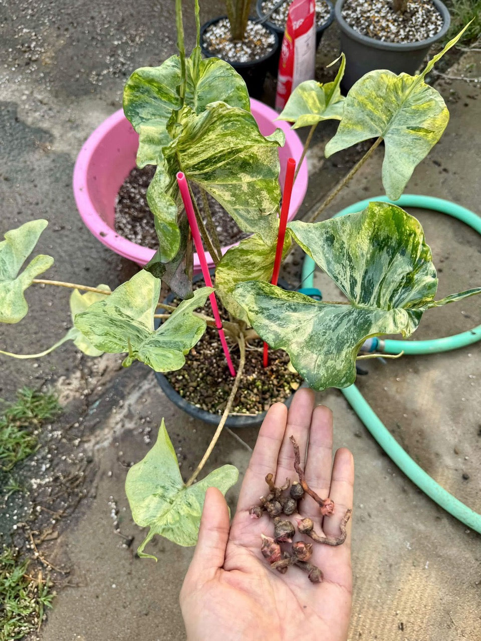 Alocasia Stingray Pink Mint mother plant